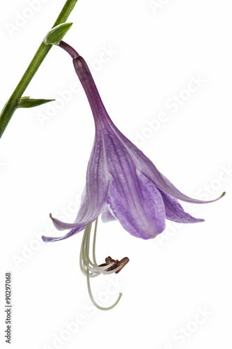 Fototapeta Naklejka Na Ścianę i Meble -  Purple flower of the hosta (funkia), isolated on white backgroun