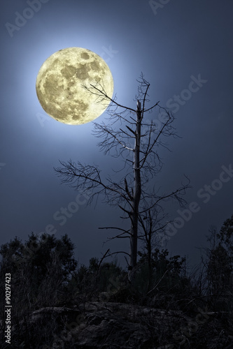 Naked tree in a full moon night