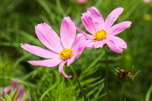 beautiful flower in garden