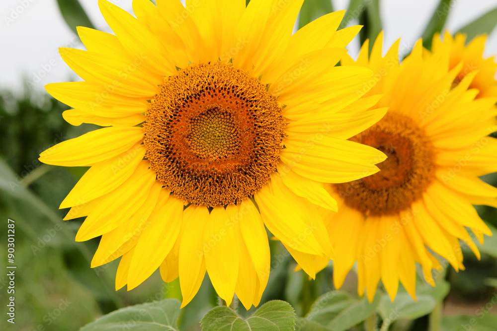 Standing tall sunflower with a bright yellow