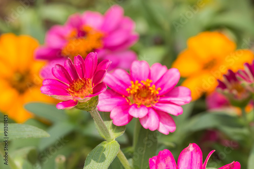 beautiful flower in garden