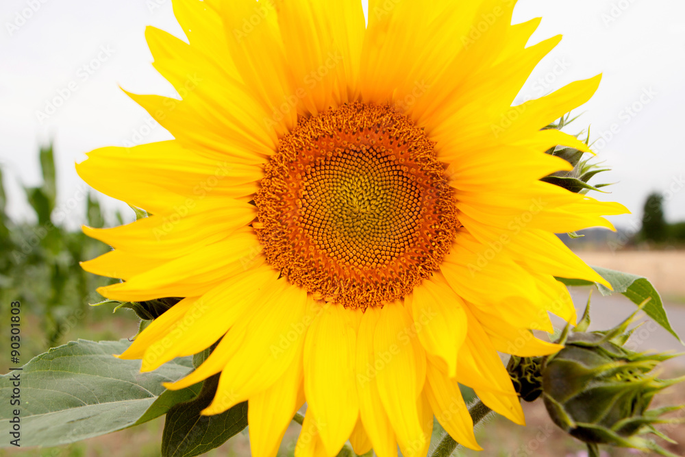 Obraz premium Standing tall sunflower with a bright yellow