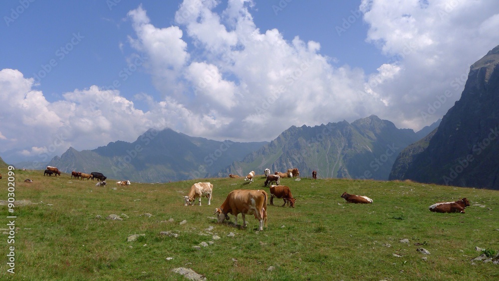 Kühe auf der Alm