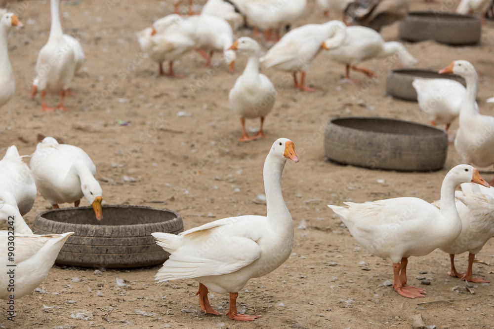 Obraz premium Geese at a farm