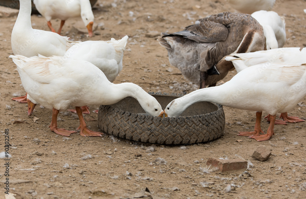 Obraz premium Geese at a farm