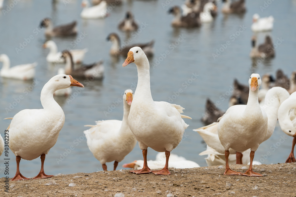 Obraz premium Geese at a farm