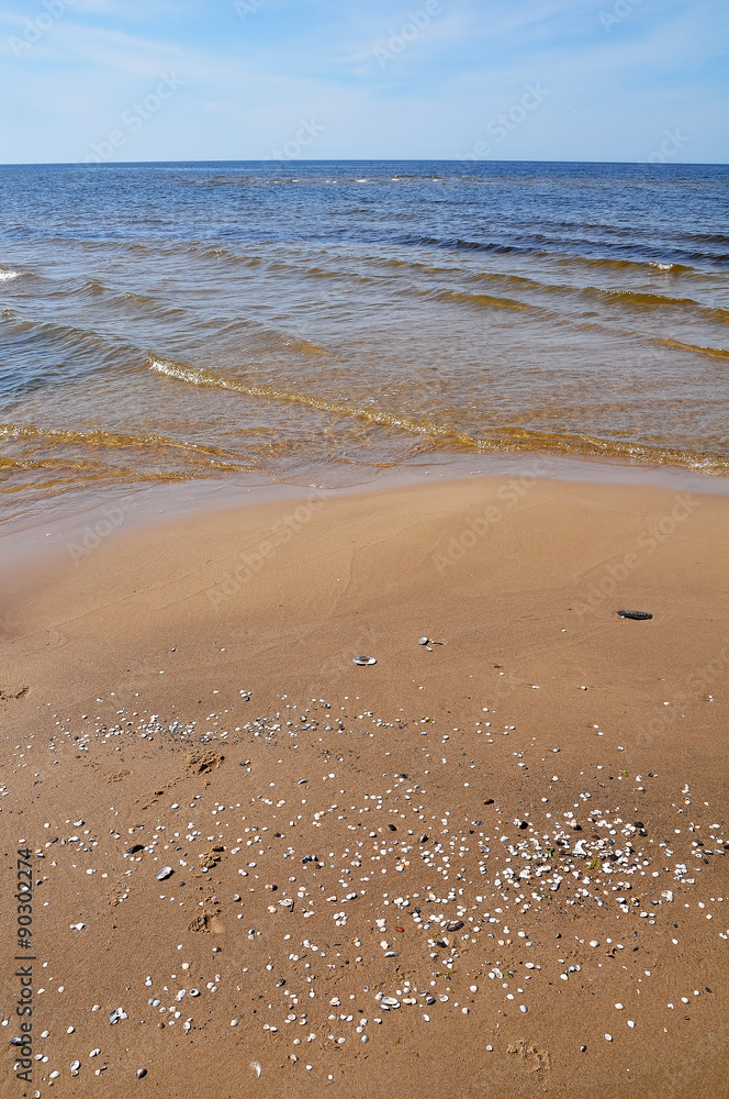 small seashells Baltic Sea