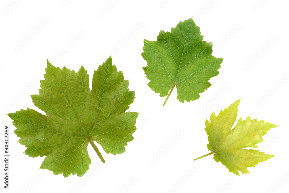 Grape leaves Grape leaves