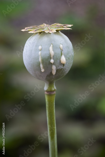 Opium poppy (Papaver somniferum) photo