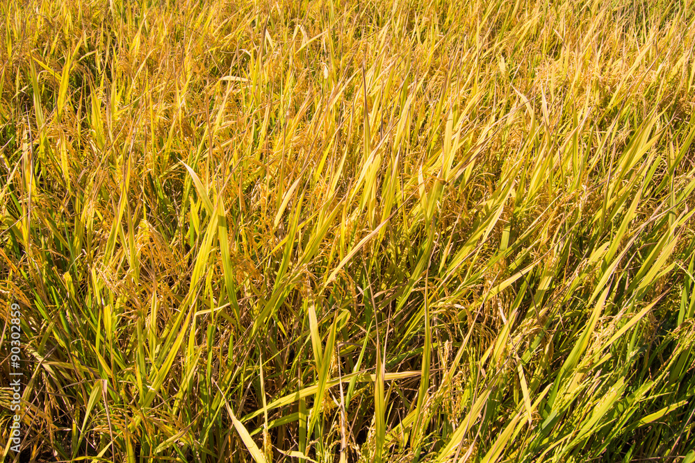 Fototapeta premium rice paddy near ripen