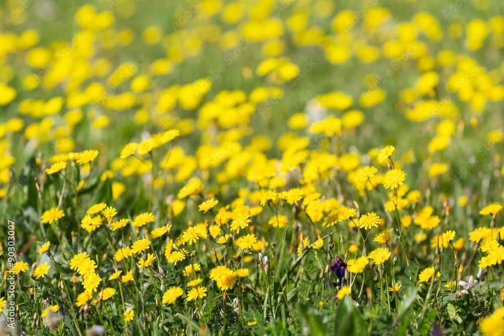 closeup yellow prairie flowers closeup yellow prairie flowers