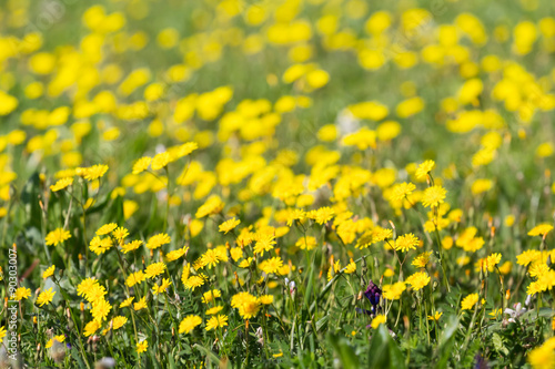 closeup yellow prairie flowers