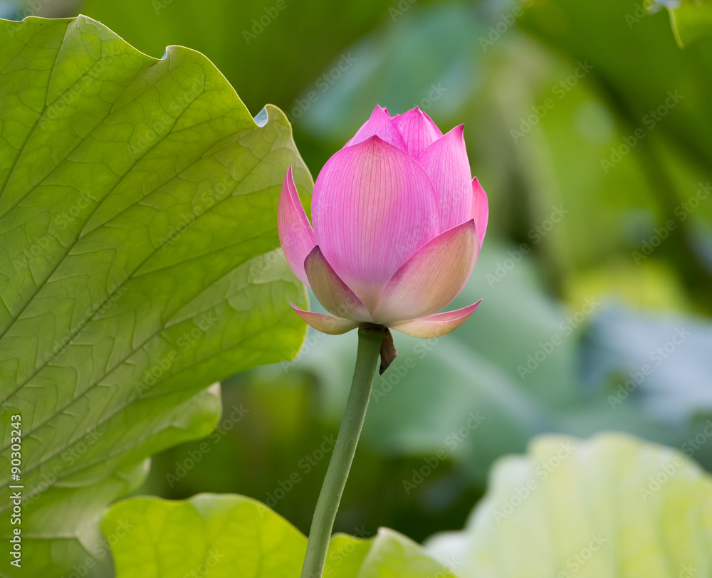 blooming lotus flower over dark background blooming lotus flower over dark background