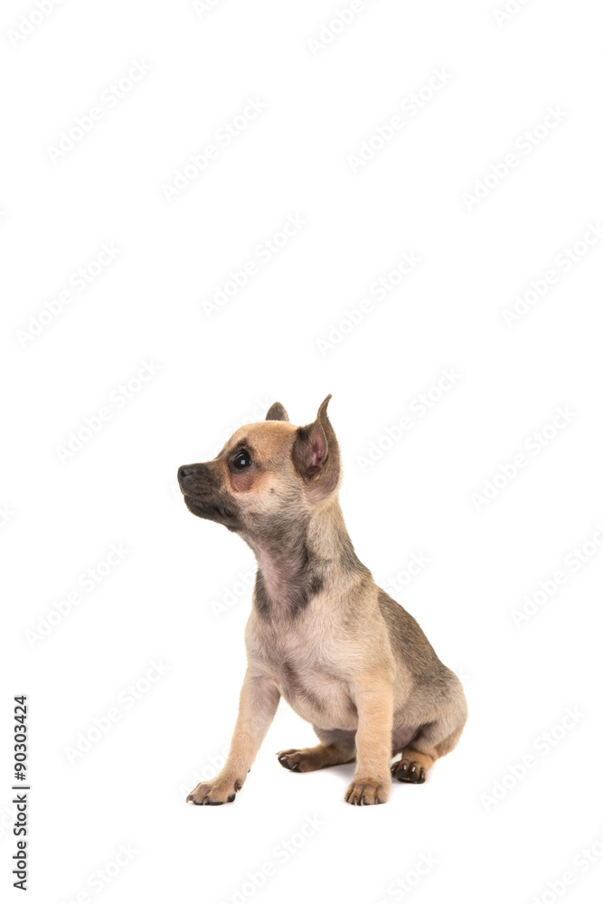 Cute sitting chihuahua puppy dog looking up isolated on a white background Cute sitting chihuahua puppy dog looking up isolated on a white background