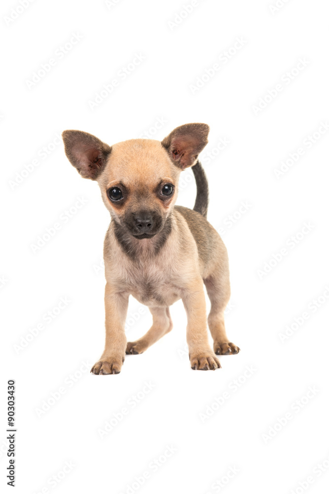 Cute chihuahua puppy dog standing isolated on a white background