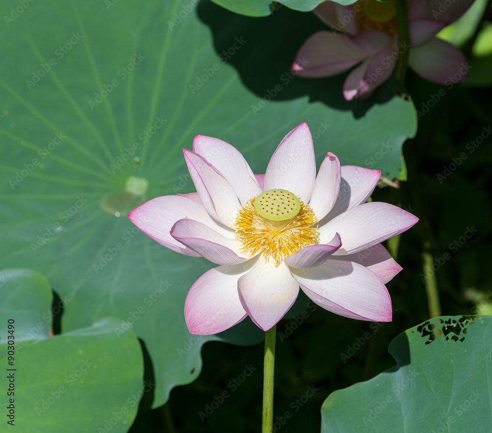 blooming lotus flower over dark background blooming lotus flower over dark background