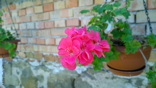 Fototapeta Naklejka Na Ścianę i Meble -  Geranium Flowers