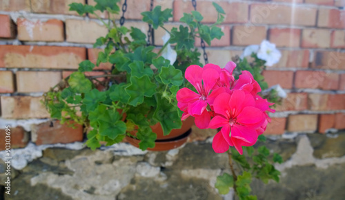 Fototapeta Naklejka Na Ścianę i Meble -  Geranium Flowers