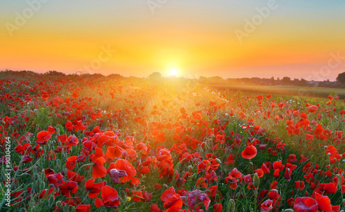 Poppy field at sunrise