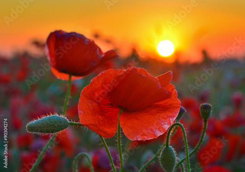 Fototapeta Naklejka Na Ścianę i Meble -  Poppies