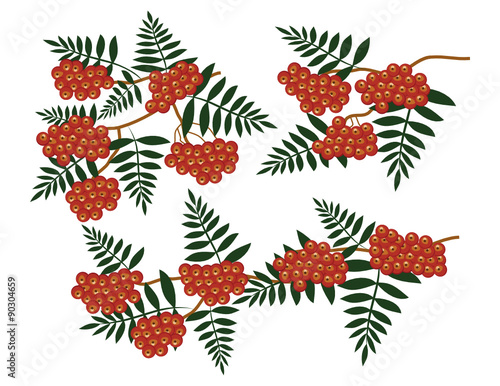 Vogelbeerenzweige