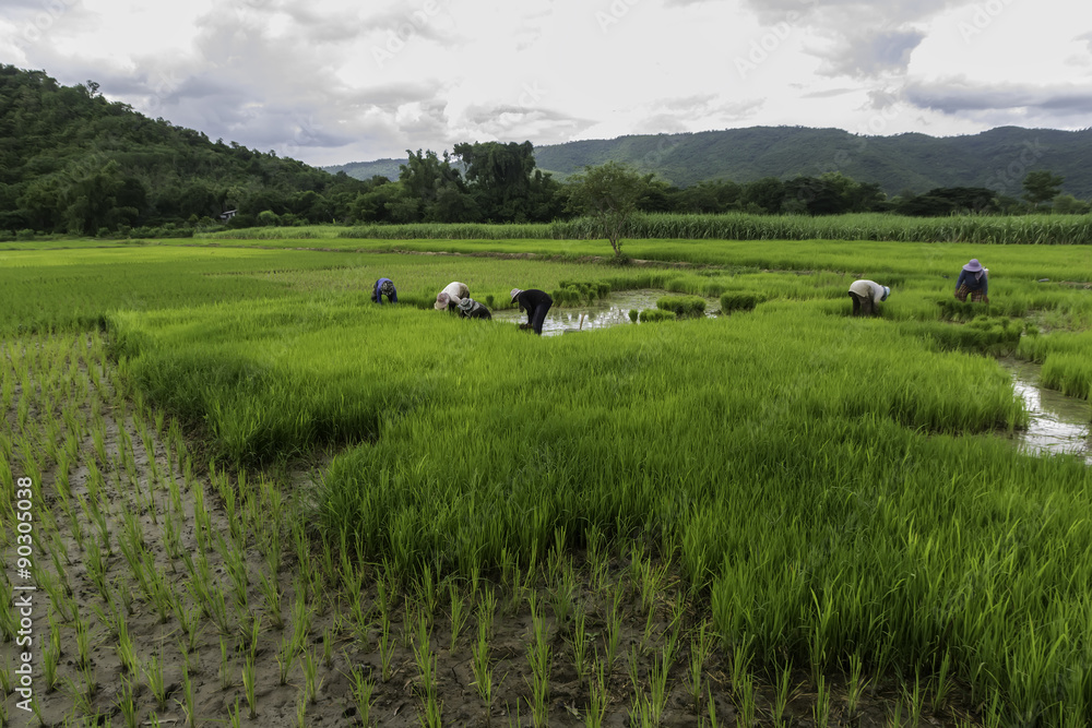 rice farmer photography rice farmer photography