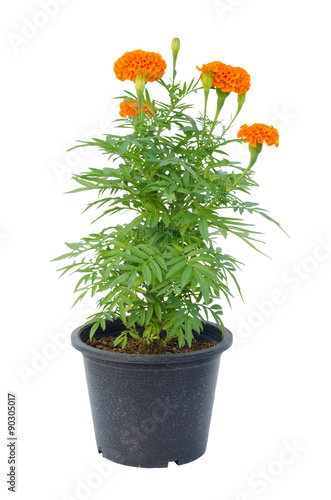 Fototapeta Naklejka Na Ścianę i Meble -  marigold flower in pot isolated on white background