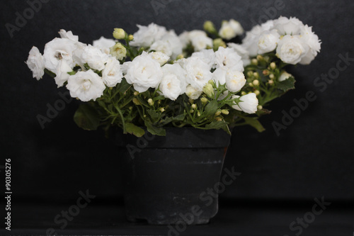 White campanula in flowerpot isolated on black  