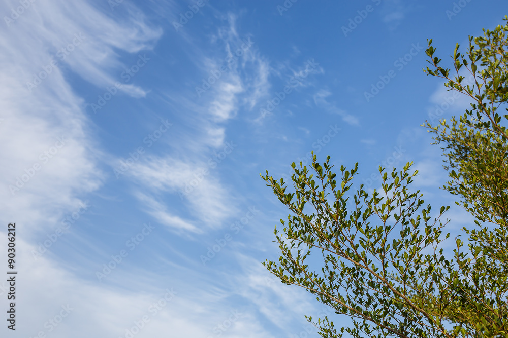 Pattern of clouds in the sky