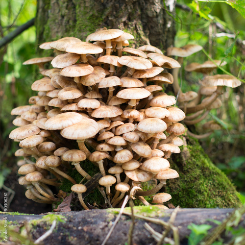 edible mushrooms on a tree trunk closeup macro