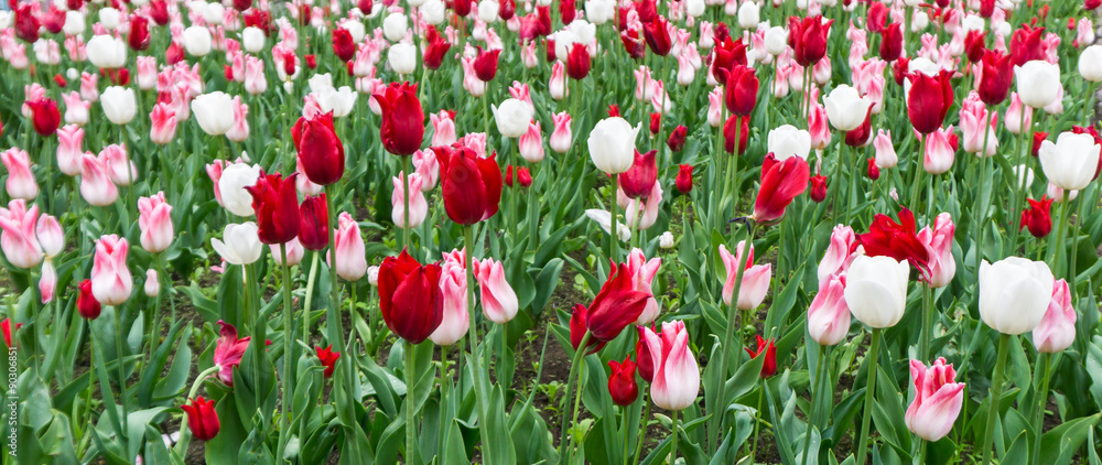 colourful tulips flowers season garden