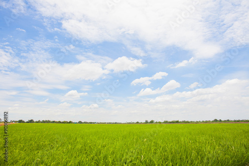 Rice greenfield