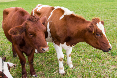 cows in the field in green meadow farm © nemez210769