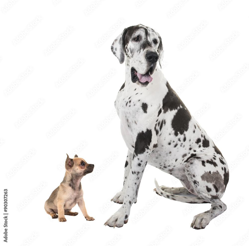 Bigest great dane and smallest chihuahua dog sitting isolated on a white background