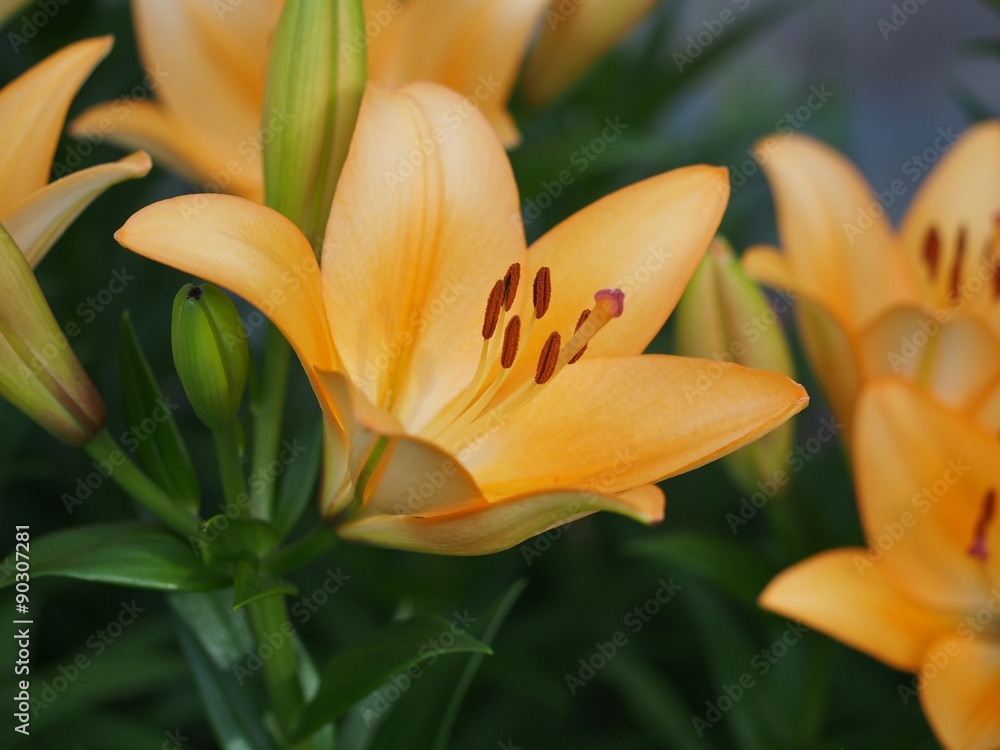 Obraz premium オレンジ色のユリ