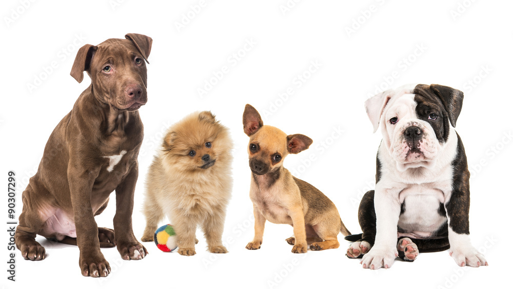 Fototapeta Row of 4 different breed of puppies, pit bull, pomeranian, chihuahua and english bulldog isolated on a white background