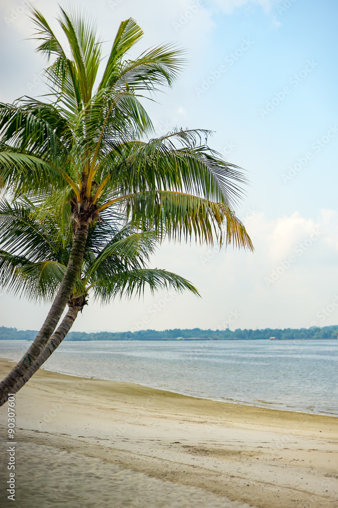 Fototapeta premium Palm tree at the beach with clear blue sky