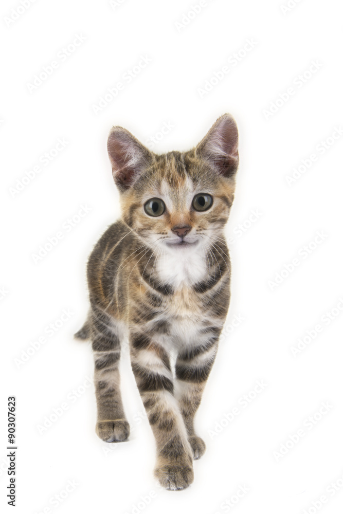 Cute tabby smiling cat walking towards the camera isolated on a white background