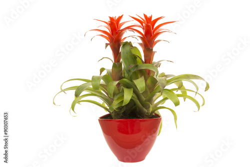 Bilde på lerret Red bromeliad plant in a red flower pot isolated on a white background