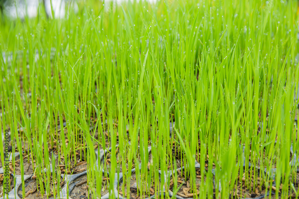 Rice seedlings were grown to a spike. Rice seedlings were grown to a spike.