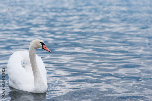 white swan swimming in the lake