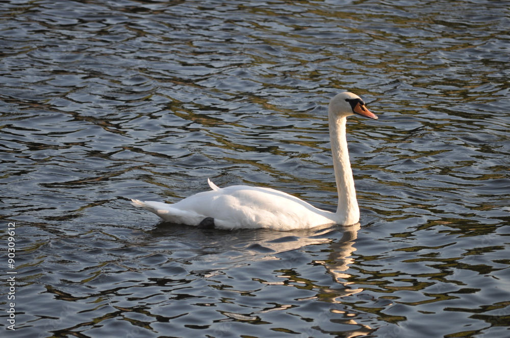 Fototapeta premium Höckerschwan auf einem Fluss schwimmend