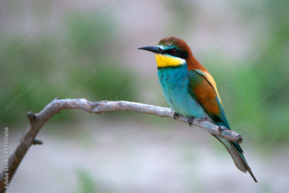 Fototapeta premium Egzotyczny ptak tropikalny