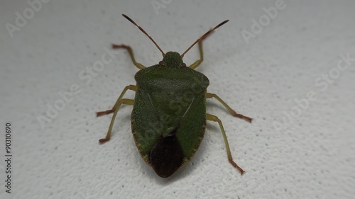 Green shield bug (Palomena prasina) on a white wall. photo