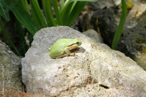 GRENOUILLE - RAINETTE VERTE SUR UNE ROCHE photo