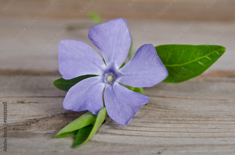 Beautiful blue flower periwinkle on wooden background Beautiful blue flower periwinkle on wooden background