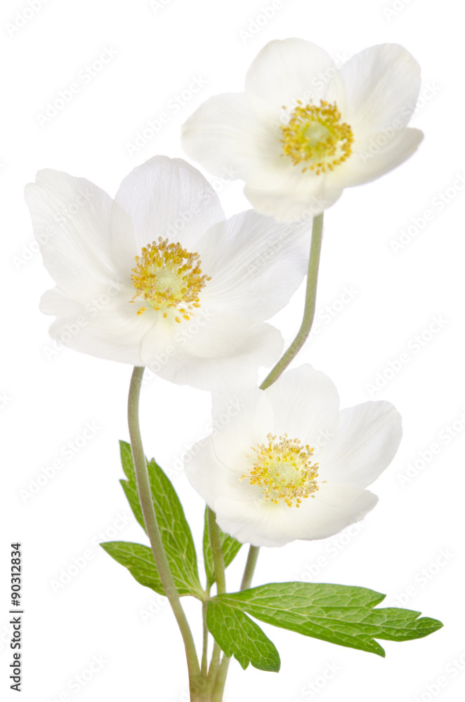White anemone flowers isolated on white background White anemone flowers isolated on white background