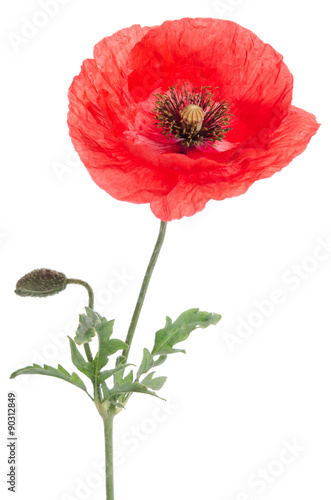 Fototapeta Naklejka Na Ścianę i Meble -  single red poppy isolated on white
