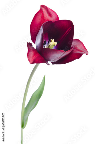 Fototapeta Naklejka Na Ścianę i Meble -  tulip on white background
