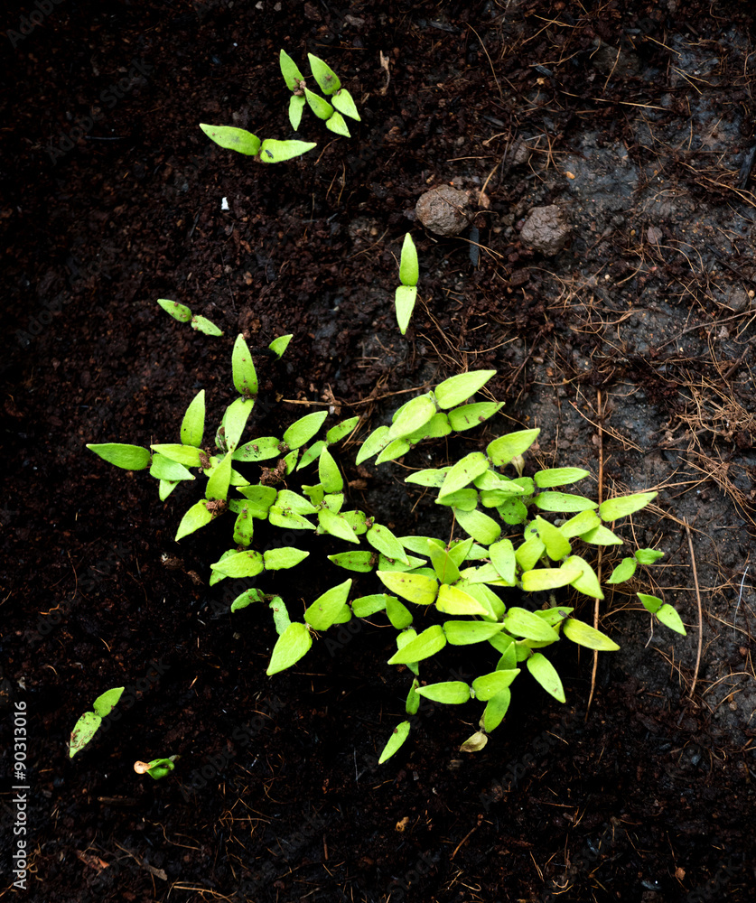 Green sprout growing from ground, New born plant